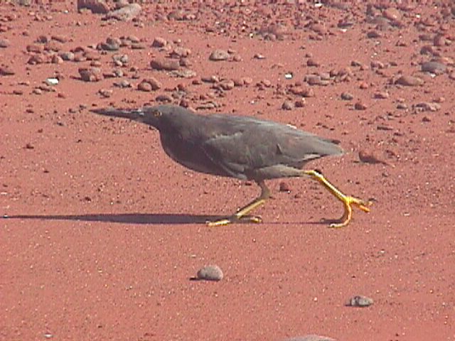 Night Heron On Red Sand